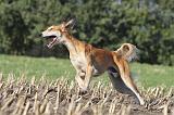 SALUKI 059